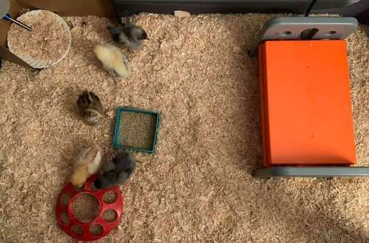 broiler lighting system