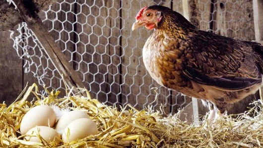 eggproducation1 eggproducation1