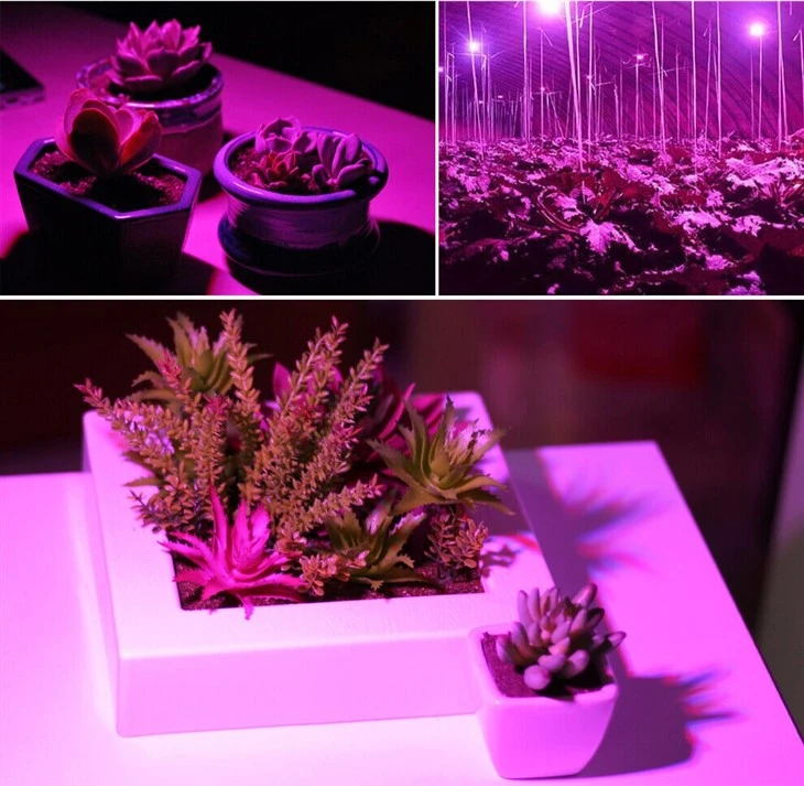 4W Led Grow Light application