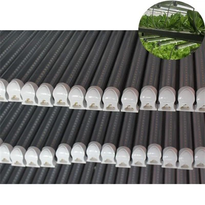 Rosną światła dla roślin domowych