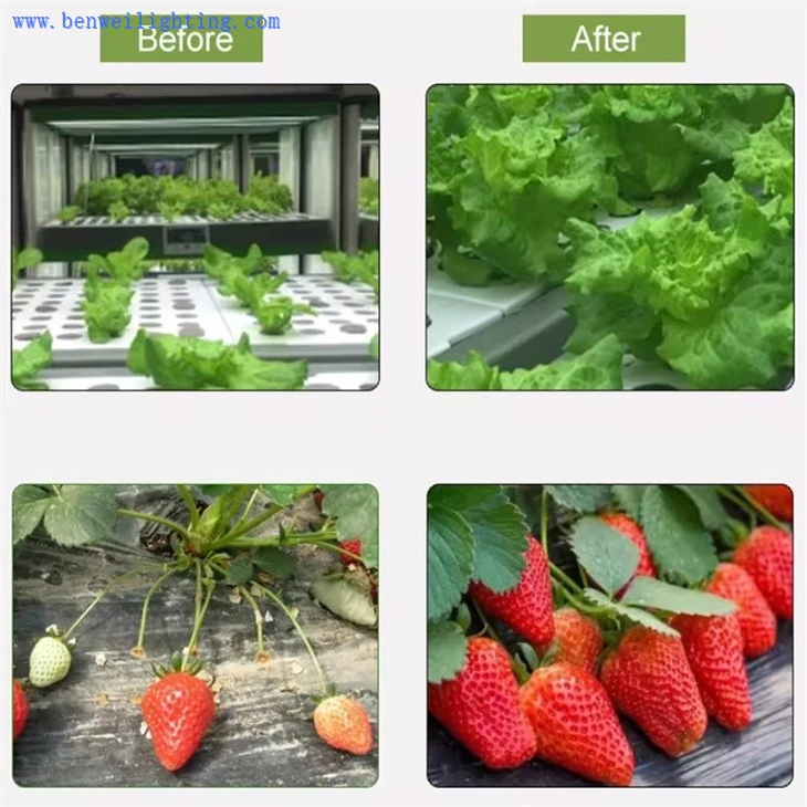 best grow lights